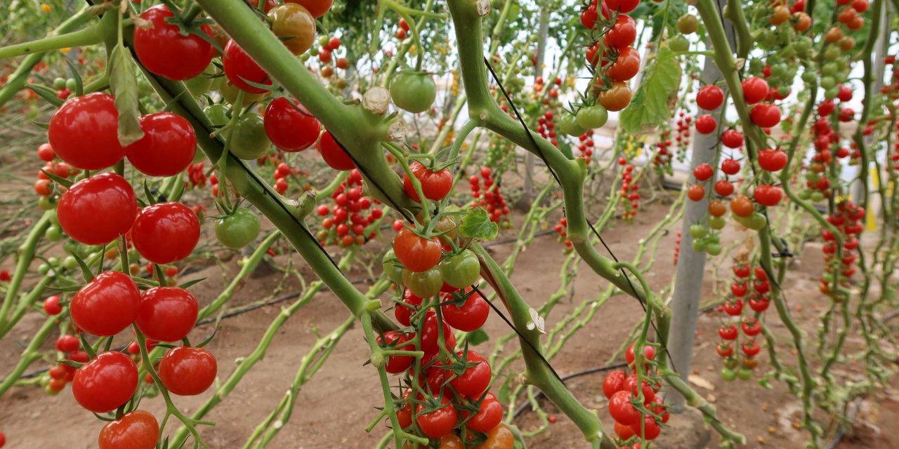 Semillas Fitó logra mayor sabor y producción en sus nuevas variedades de tomates del tipo cherry