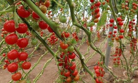 Semillas Fitó logra mayor sabor y producción en sus nuevas variedades de tomates del tipo cherry