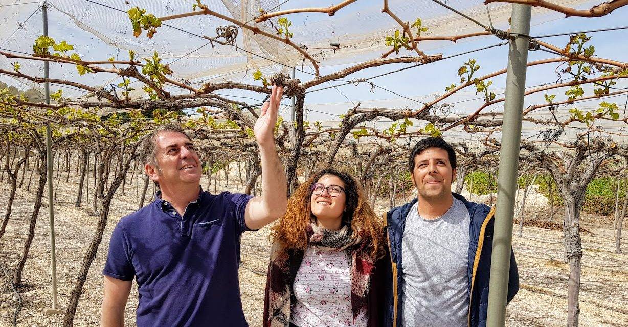Productores de uva de mesa cultivan sus propias variedades