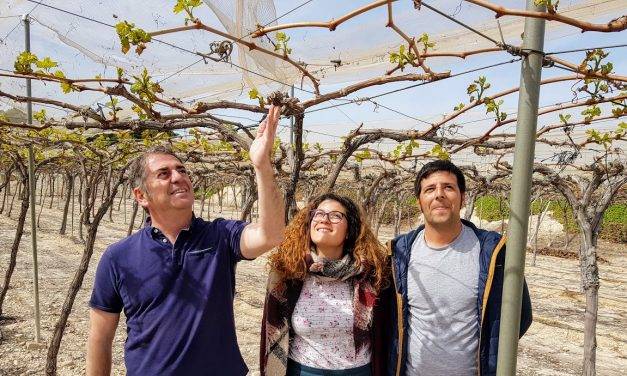 Productores de uva de mesa cultivan sus propias variedades