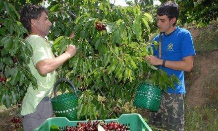 Bolsa de Trabajo para facilitar la recolección de frutas y hortalizas
