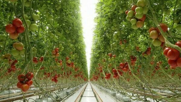 Proyecto para reutilizar agua y fertilizantes en cultivo de tomate hidropónico