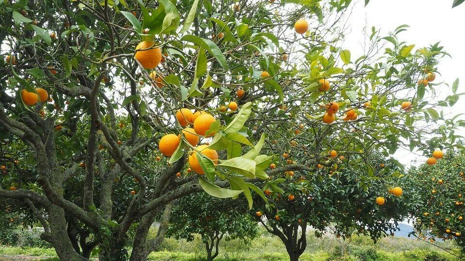 El ambiente y su efecto en la maduración interna del naranjo dulce
