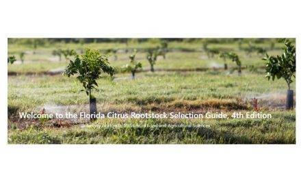4th Edition of the Florida Citrus Rootstock Selection Guide