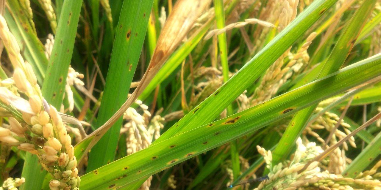 El uso excesivo de fertilizantes fosfatados pone en peligro los cultivos de arroz