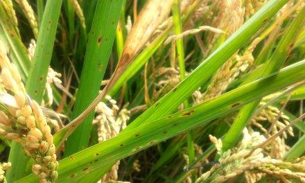 El uso excesivo de fertilizantes fosfatados pone en peligro los cultivos de arroz