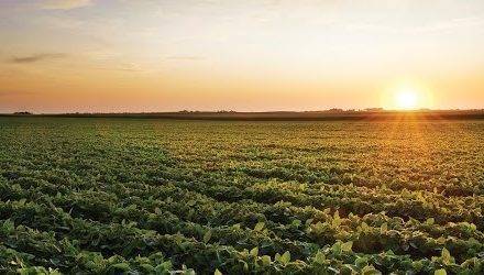 Científicos descubren mecanismo de las plantas para protegerse ante excesos de luz solar