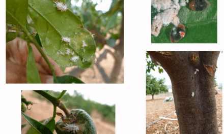 El cotonet de Sudáfrica, plaga reciente de los cítricos en España