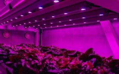 Etifa organiza un webinar sobre iluminación en Vertical Farming