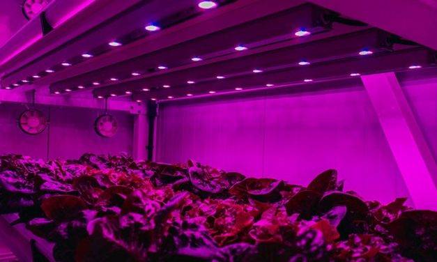 Etifa organiza un webinar sobre iluminación en Vertical Farming