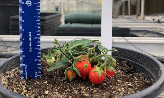 Cultivos espaciales, el tomate más pequeño del mundo