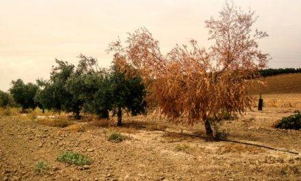 Verticilosis en olivo, el hongo no es el único enemigo