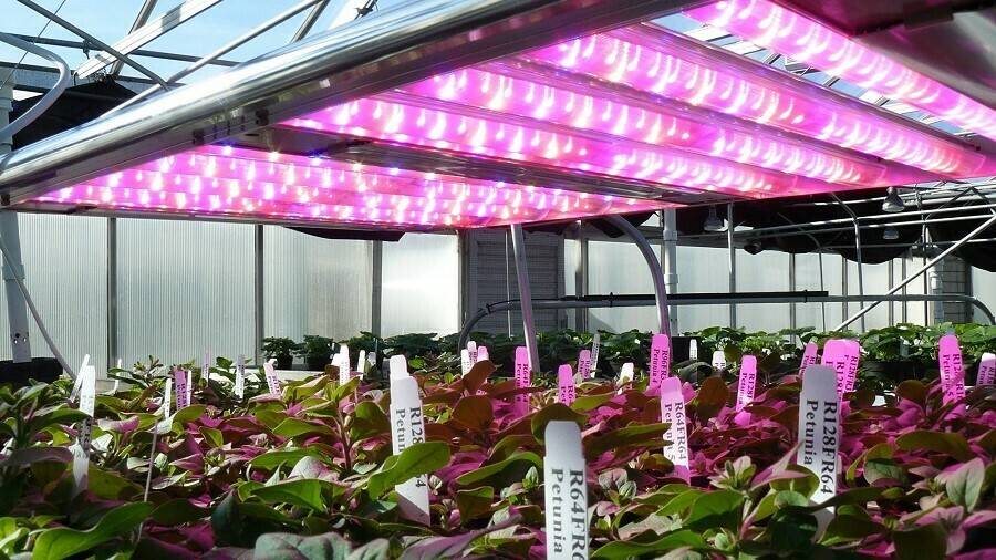 El control de las plantas con diversos colores de luz