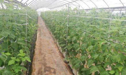 Cajamar presenta los resultados de 250 variedades hortofrutícolas