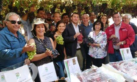 En Chile, presentan dos nuevas variedades de uva de mesa