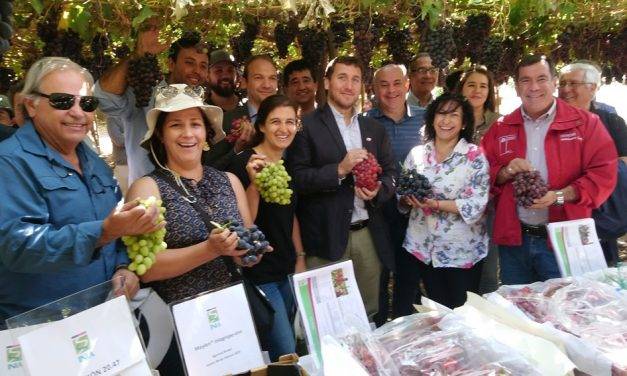 En Chile, presentan dos nuevas variedades de uva de mesa