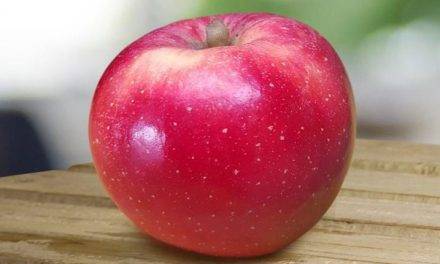 Disponible la primera variedad de manzana para afrontar el cambio climático