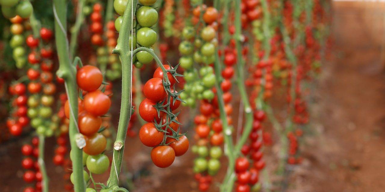 Transeius montdorensis en el control del ácaro del bronceado del tomate