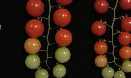 Descubrimiento de mutaciones genéticas en tomate