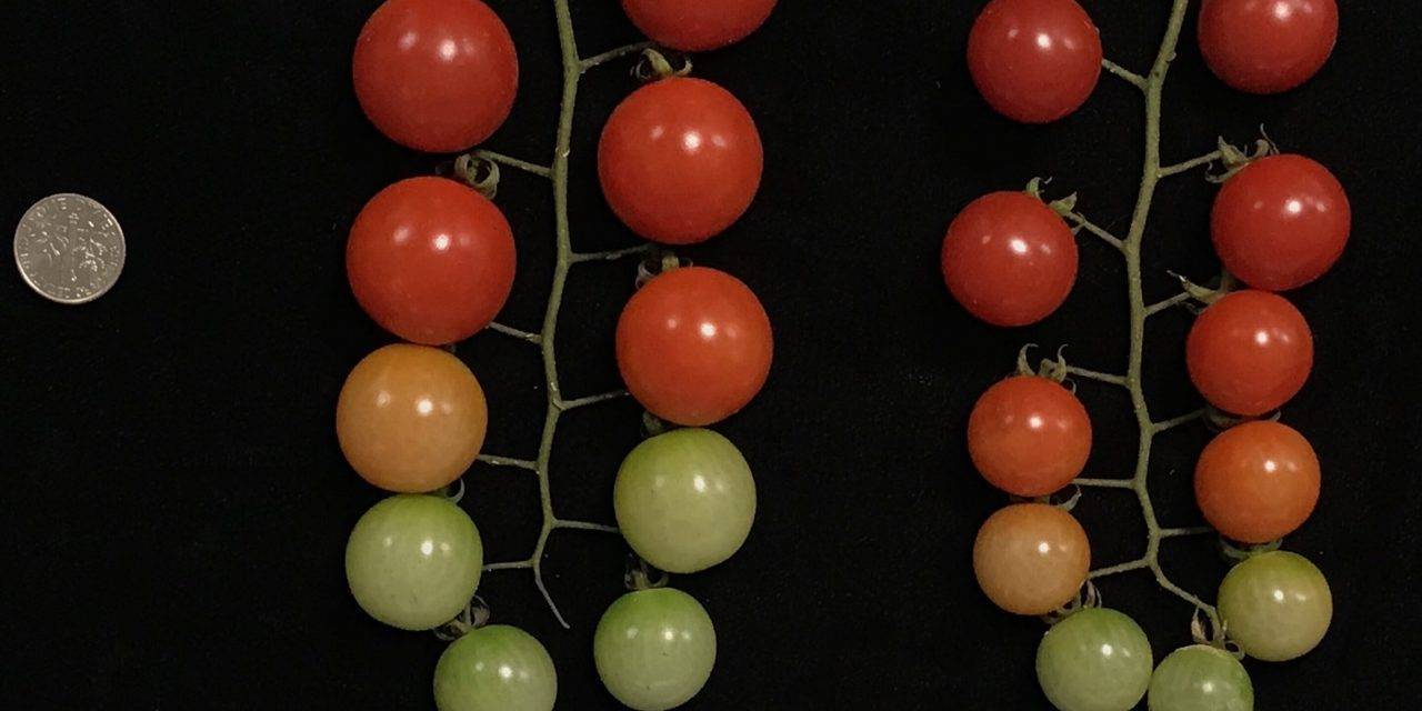 Descubrimiento de mutaciones genéticas en tomate