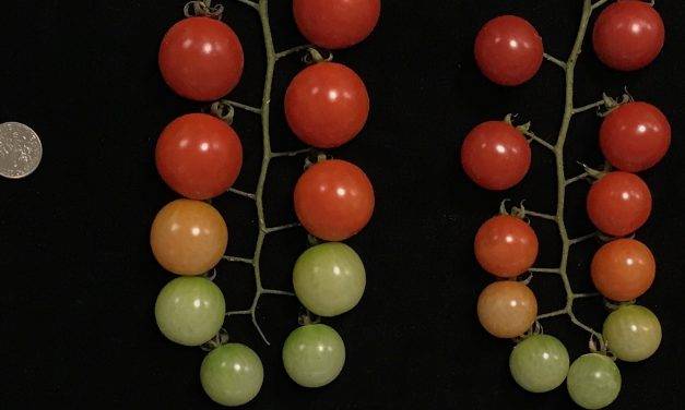 Discovery of genetic mutations in tomatoes, the key to further improvement