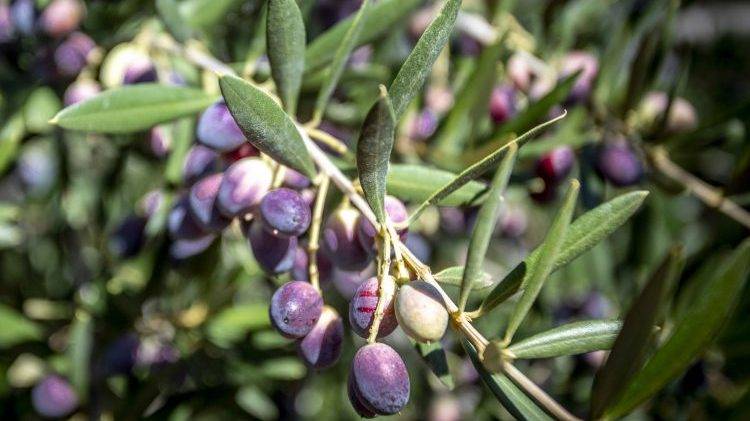 ¿Cómo afectará el cambio climático a los olivos en el Mediterráneo?