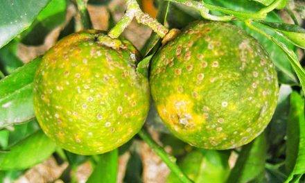 El IVIA confirma el control del vector del greening de los citricos