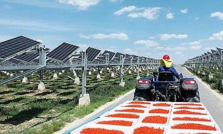 Transforman el desierto en campos de cultivo y paneles solares