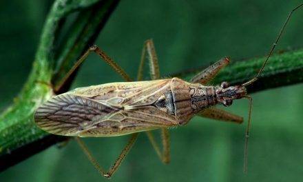 El comportamiento de insectos según modelos matemáticos