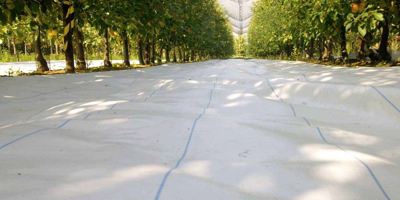 Agritela Lux© un tejido de acolchado de Arrigoni protege los manzanos y granados