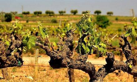 Una aplicación permitirá a las bodegas gestionar mejor las viñas para hacer frente al cambio climático