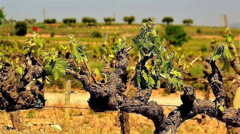 Una aplicación permitirá a las bodegas gestionar mejor las viñas para hacer frente al cambio climático
