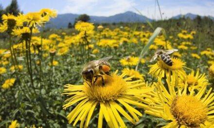 La supervivencia de las abejas en constante amenaza