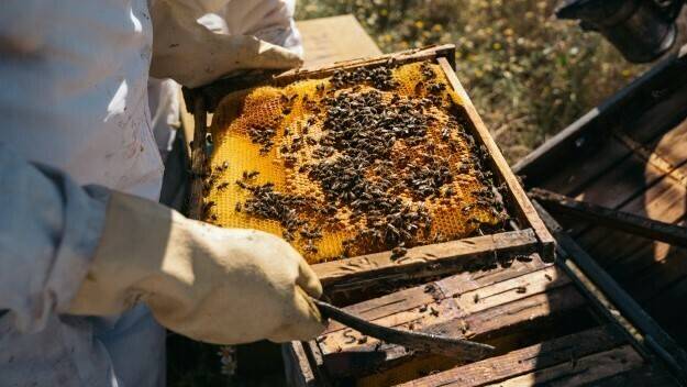 Las abejas y su desinteresado aporte contra la contaminación ambiental