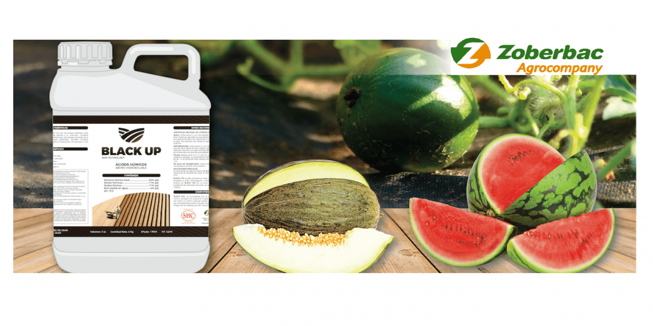 BLACK UP®, el bioactivador de suelos para la campaña del melón y sandía de Zoberbac