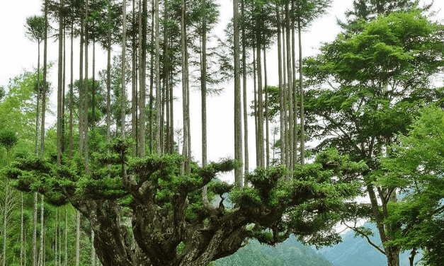 Daisugi: técnica ancestral japonesa para producir árboles sobre otros árboles