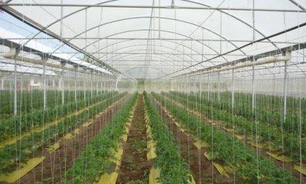 Rafia biodegradable: por una horticultura más sustentable