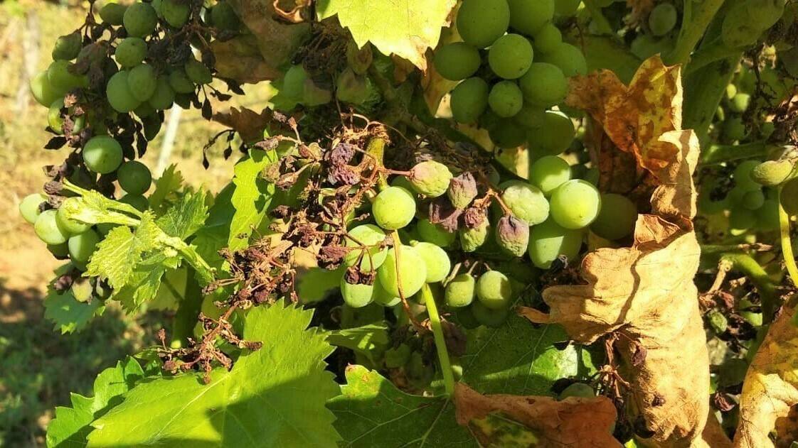 Un nuevo proyecto reducirá el impacto negativo de los pesticidas en viñas y olivos