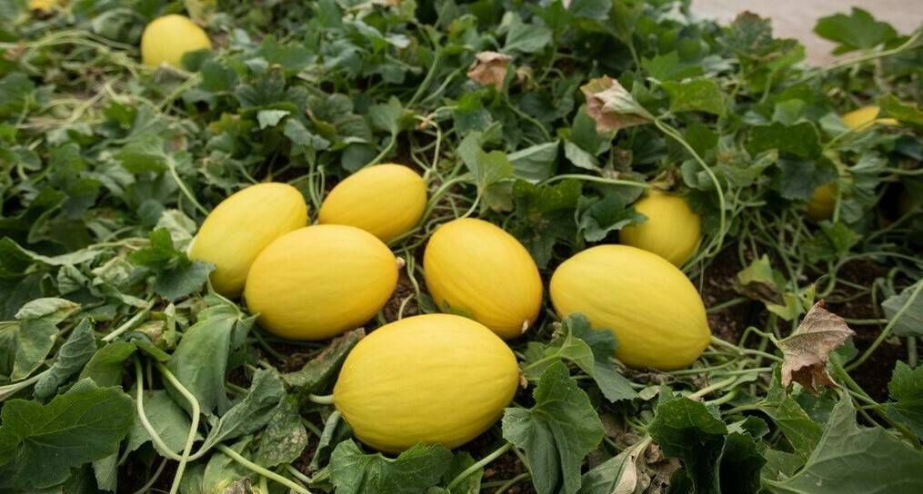 Fitó es la referencia en Almería de melón amarillo, galia, cantaloup y sandía