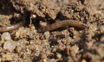 Worm-like robots swimming in the soil to measure the crop underworld