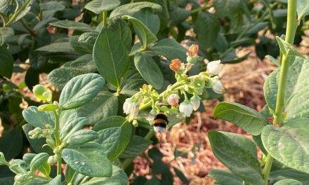 Cultivo de arándano en España: Multi-Hive, el método de polinización efectivo
