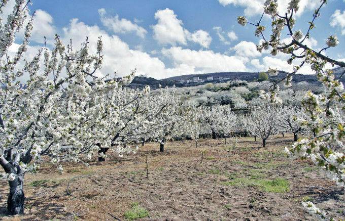 Cultivo de cerezo: el riego deficitario controlado, mejora el rendimiento en cantidad y calidad