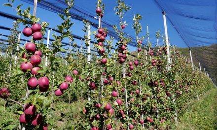 Cambio climático: Cataluña es la elegida para plantar los primeros manzanos más adaptados en 2021