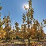 Proyecto Dikacoval: mejora del cultivo de caqui en la Comunidad Valenciana