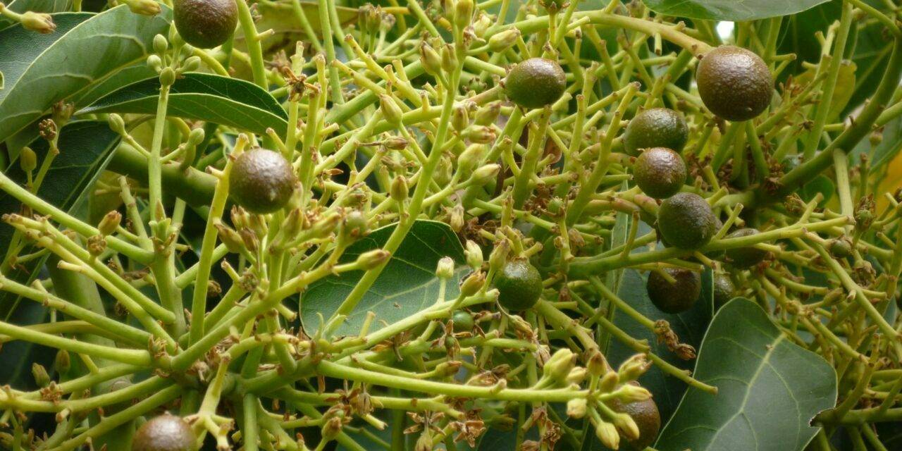 Effect of flowering reduction with gibberellic acid on avocado production