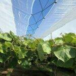 Cultivo de cerezo: las pantallas protectoras de Arrigoni aseguran soluciones efectivas