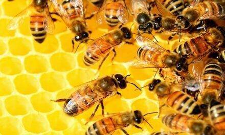 Las abejas y el precio de la almendra