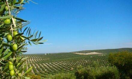 EU-funded “ARTOLIO” project to support small olive oil producers across the Mediterranean