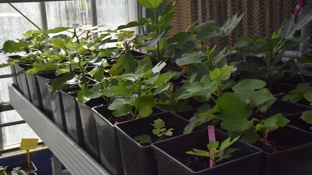 Cultivo de higo: Un proyecto seleccionará variedades resistentes a sequía y suelos salinos