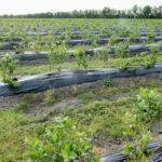Fertilizing blueberries is the key to high yields